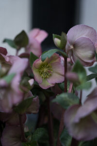 Helleborus