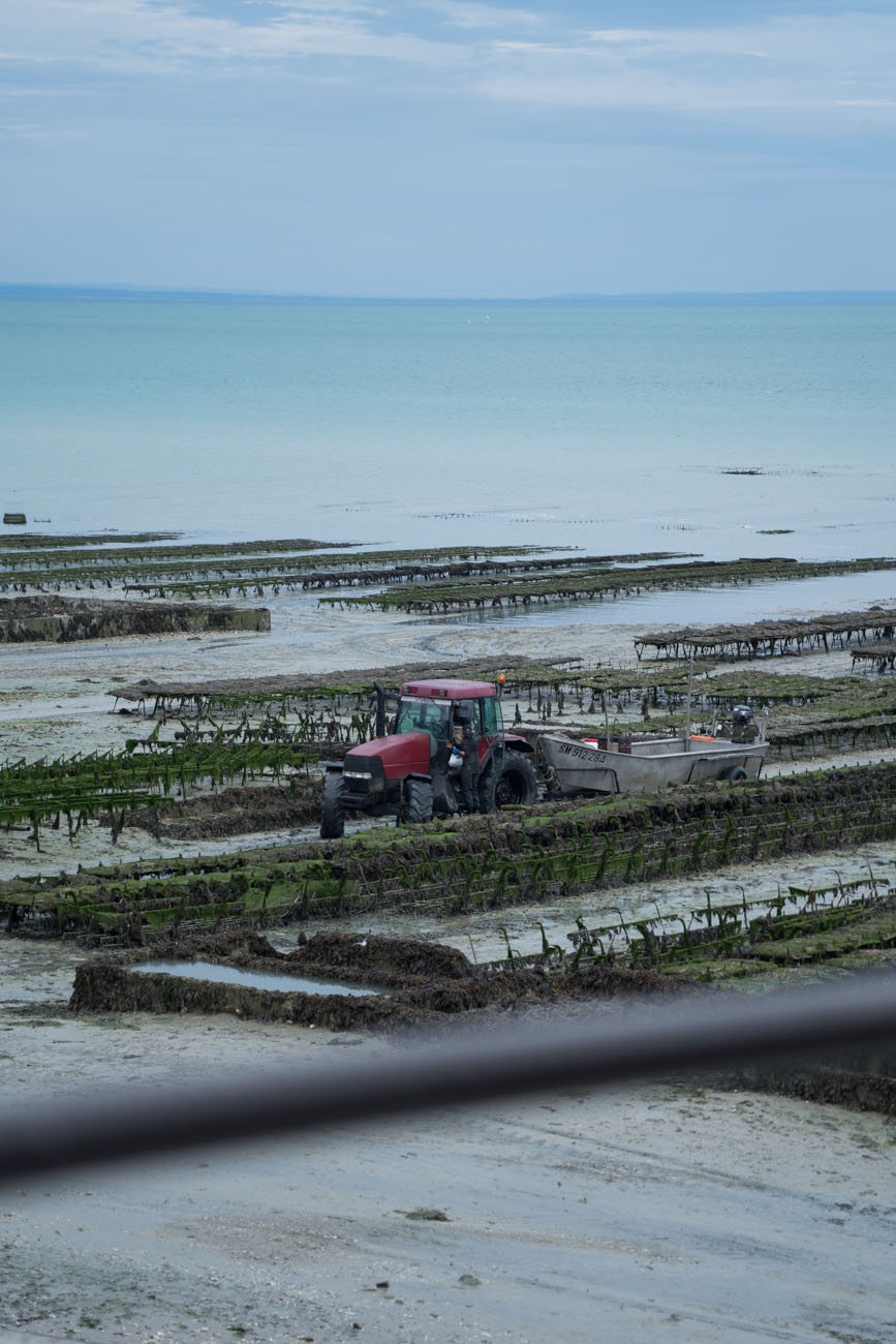 Austernbänke in Cancale