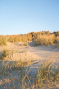 Dünen an der Nordsee