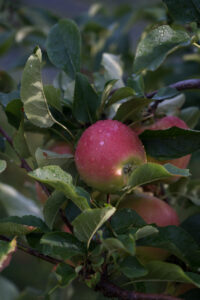 Ein Apfel mit Wassertropfen an einem Baum.